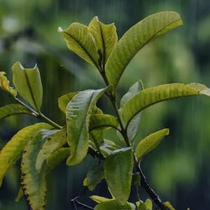 Prof Roberta Maldonado